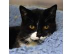 Adopt Puffin a Domestic Short Hair