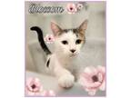 Adopt BLOSSOM a Domestic Short Hair