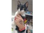 Adopt Octavia a American Shorthair