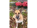 Adopt Evelyn a German Shepherd Dog