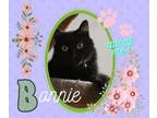 Adopt Bonnie a American Shorthair