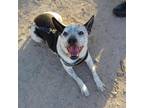 Adopt Martin a White - with Tan, Yellow or Fawn Australian Cattle Dog / Mixed