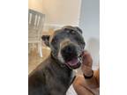 Adopt Moana a Pit Bull Terrier, Mixed Breed