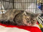 Adopt Mandy a Calico or Dilute Calico Domestic Longhair (long coat) cat in
