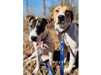 Adopt Elvis and Polly a Brown/Chocolate - with White Hound (Unknown Type) /