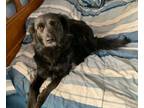 Adopt 2. Shimmer a Flat-Coated Retriever