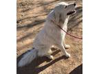 Adopt 2. Glimmer a Great Pyrenees