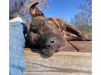 Adopt Prada a Black Mixed Breed (Large) / Mixed dog in Oshkosh, WI (34584880)