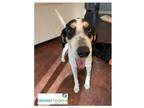 Adopt Special Agent P a White Mixed Breed (Large) / Mixed dog in Covington