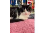 Adopt Charley a Black & White or Tuxedo Domestic Mediumhair (medium coat) cat in