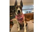 Adopt Amelia EARhart a Plott Hound, Terrier