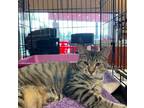 Adopt Hailey a Tan or Fawn Tabby Domestic Mediumhair (medium coat) cat in
