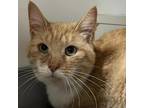 Adopt Clyde a Tan or Fawn Tabby Domestic Shorthair / Mixed cat in Blasdell