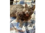 Adopt TANSY a Russian Blue (long coat) cat in Calimesa, CA (37142183)