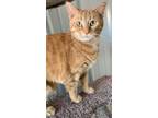 Adopt Lavonna a Domestic Shorthair / Mixed (short coat) cat in Hartford City