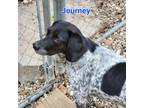 Adopt Journey a German Shorthaired Pointer