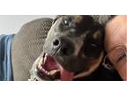 Adopt Scout a Black - with Brown, Red, Golden, Orange or Chestnut Rottweiler /