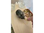 Adopt Oralee a Dwarf Hamster