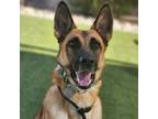 Adopt Sasha a German Shepherd Dog