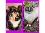 Adopt Mama evie and Cali Wally a Siamese