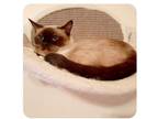 Adopt Luiza Willow a Siamese