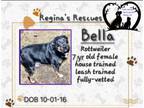 Adopt Bella a Rottweiler, Labrador Retriever