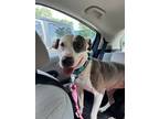 Adopt Cheerio a Pit Bull Terrier