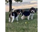 Beagle Puppy for sale in Hudson, MI, USA