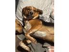 Adopt Spirit a Beagle, Australian Cattle Dog / Blue Heeler