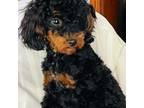 Poodle (Toy) Puppy for sale in Mooresville, NC, USA