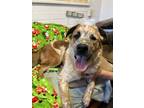 Adopt Hudson a Lancashire Heeler