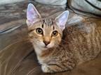 Adopt Tiger (FCID# 09/12/2023 - 42) C a Tabby