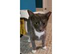 Adopt Buster- a special boy a Domestic Short Hair
