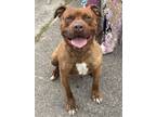 Adopt Clifford a American Staffordshire Terrier
