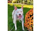 Adopt Starbucks a Pit Bull Terrier, Mixed Breed