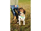 Adopt Amos a Hound