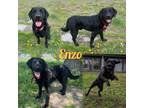 Adopt Enzo a Chesapeake Bay Retriever, Labrador Retriever