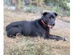 Adopt Bruce a Black Labrador Retriever