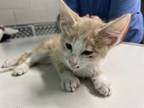 Adopt MILKSHAKE a Domestic Short Hair