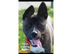 Adopt Mars a Pit Bull Terrier, Boxer