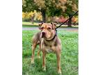 Adopt Birch a Pit Bull Terrier, Mixed Breed