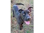 Adopt Dale a Labrador Retriever, Mixed Breed