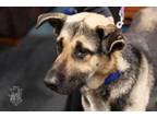 Adopt Reno a German Shepherd Dog, Alaskan Malamute