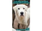 Adopt Hugo a Retriever, Great Pyrenees