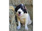 Adopt Howie a Retriever, Great Pyrenees