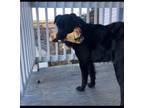 Adopt JAX-FOSTERED IN THE NORTHEAST! a Flat-Coated Retriever