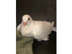 Adopt Luna a Pigeon