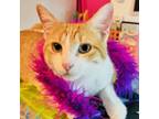 Adopt Tostito a Domestic Short Hair, American Shorthair