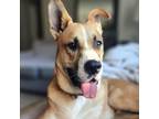 Adopt ROMEO a Boxer, German Shepherd Dog