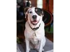 Adopt Obie a Greater Swiss Mountain Dog